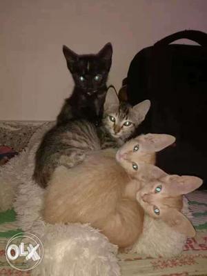 Cat and kittens for sale immediately