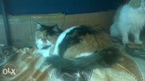 Colico cat 7mounth female urgent sell