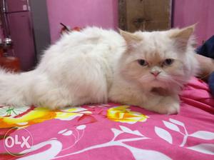 Cream male persian cat 10 months old very cheap