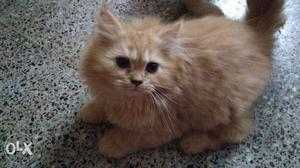 Cute 2 months old semi-punch & doll faced 5 Persian kittens