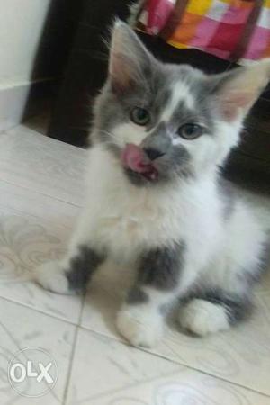 Cute Persian kitten for sale