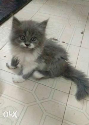 Cute doll face grey and white colour Persian