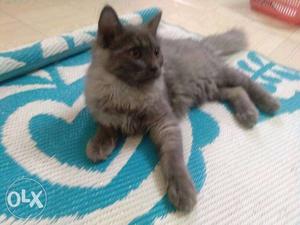 Cute grey colour Persian kitten for sale
