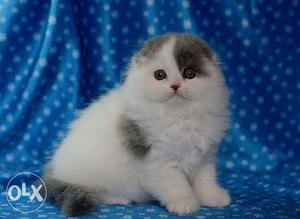 Direct imported scottish fold blue and white male