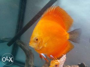 Discus fish 4 inch.  per piece Will give 2 babies