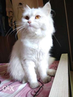 Doll face Fun loving Persian cat to sell