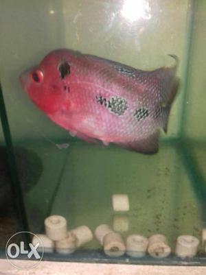 Egg laying female srd flowerhorn fish