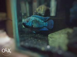 Electric Blue Jack Dempsey (4" in size)