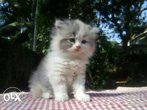 FLUFFY Persian ur dream Persian cats & kittens r