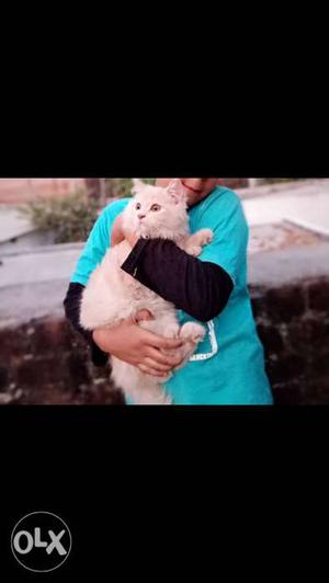 Female Persian cat pure breed for sale