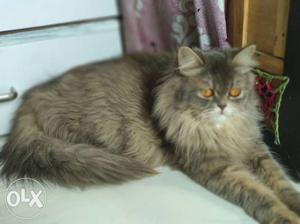 Female persian cat 10 months old