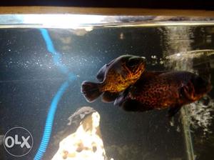 Fire oskar fish imported