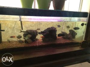 Fish Aquarium with Iron stand, Fishes, all