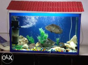 Fish aquarium with all accessories for sell