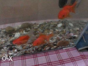 Fish tank,3 lion head goldfish,one ryukin