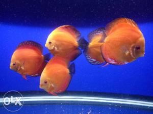 Five Red Discus Fishes