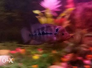 Flower horn fish 5.5 inches yellow and rose colour