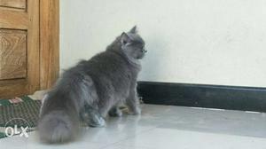 Full hair percian cat female 1time littered guaranty full