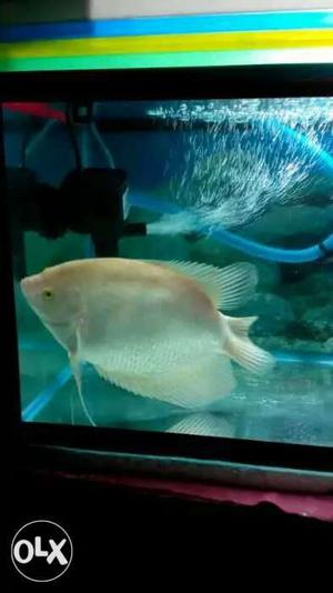 Good condition & big size Giant Gourami fish.