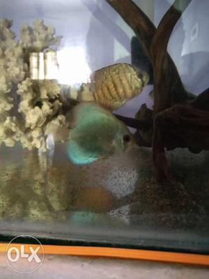 Good quality discus. 2.5 inches 8 pic. interested