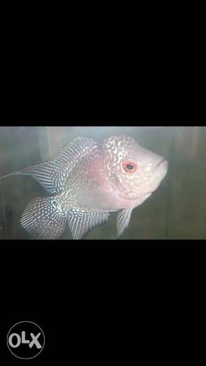Gray And Pink Flowerhorn ``