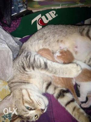 Gray Tabby Cat With Orange Tabby Kittens