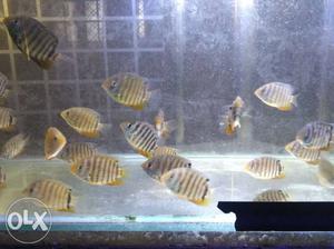 Green Severums. 2"- 2.5" fishes.. i have 50+