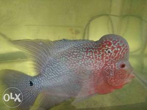 Grey And Pink Flowerhorn Fish