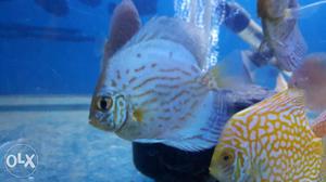 High quality discus fish available in hyderabad.