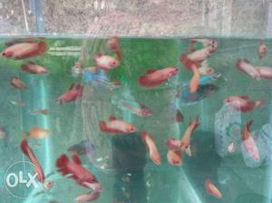 Home breed bettas all full moon at very cheap