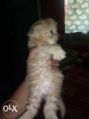 I have 24 days old pure persian kittens 2 male