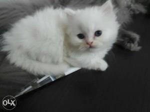 I have all colours persian kittens arw available