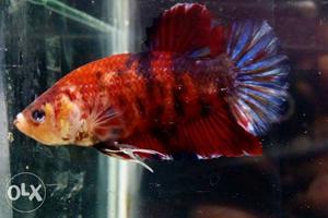 Imported Betta for sale in Bangalore