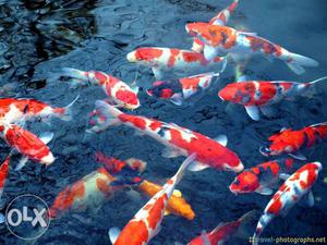 Imported Koi Fish