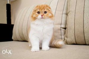 Imported Scottish fold male cat available