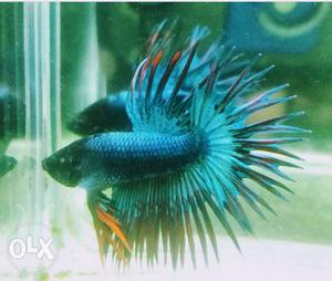 Imported crown tail Betta avelible