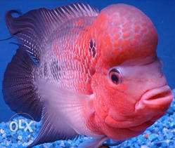 Imported friendly active healthy flowerhorn