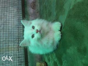 Kitten available good quality call now original breed