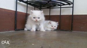 Kitten good quality original breed contact soon call me