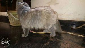 Long-fur White And Gray Cat