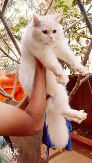 Long-fur White & Brown Persian Male Cats