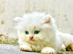 Long hair blue eye persian kittens