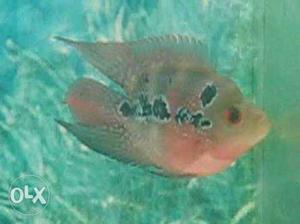 Louhan flower horn fish baby 2.5 inch 1pcs