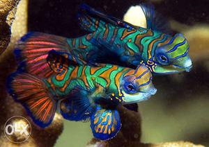 MARINE Fishes in wholesale