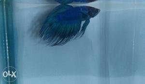 Male Active blue betta fish. (CROWN TAIL)