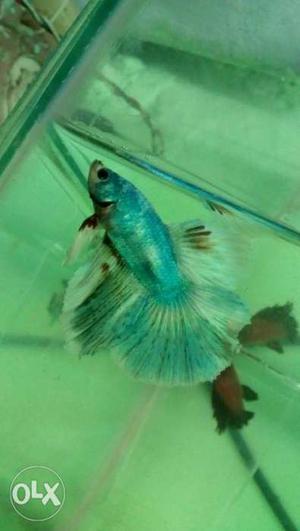 Male Betta fish avelible in good condition