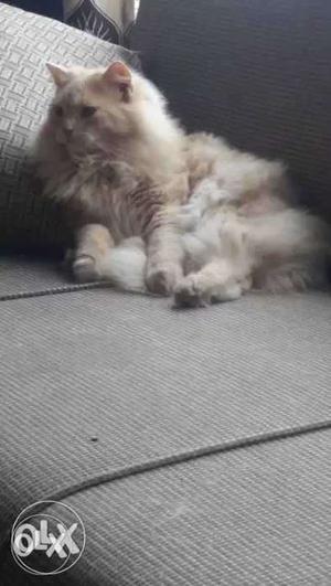 Male Persian Cat For mating Need female cat