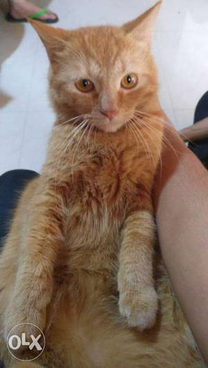 Mix persian orange tabby, Age: 6month, Male,