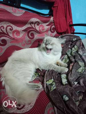 Not for sale only for matting sigerian cat male