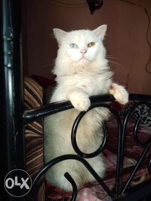 Odd eyes persian cat male 2 years old for sale